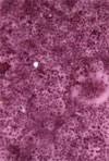Phocine Distemper Virus in Seals, East Coast, United States, 2006