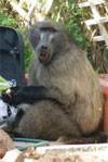 Infections Transmissible between Baboons and Humans, Cape Town, South Africa