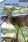 Occurrence, Transmission, and Zoonotic Potential of Chronic Wasting Disease