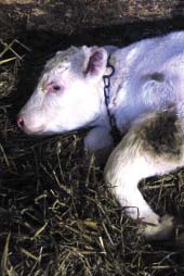 Schmallenberg Virus in Calf Born at Term with Porencephaly, Belgium