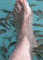 Zoonotic Disease Pathogens in Fish Used for Pedicure