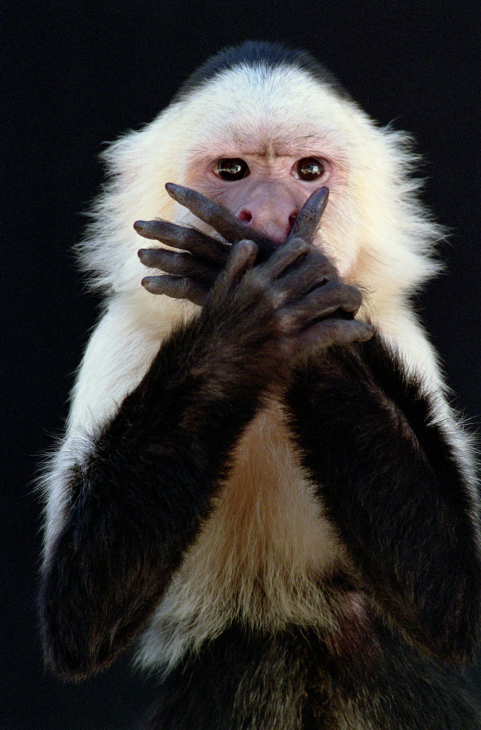 monkey
