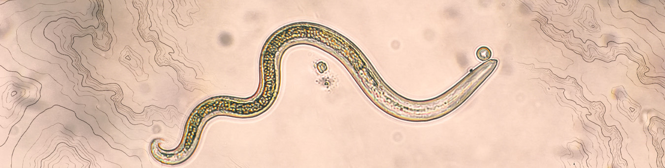 Travel-Associated Infections & Diseases - Parasitic