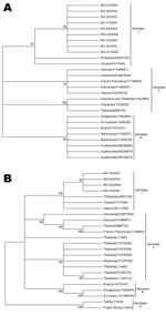 Thumbnail of Phylogenetic trees of established dengue virus serotype 3 (DENV-3) and new sequences from Minas Gerais State, Brazil, identified in this study. A) The tree is based on a 504-nt sequence alignment comprising the C-prM gene (nucleotides 137–638). B) The tree is based on a 1,023-nt partial E nucleotide sequences (nucleotides 1022–2008). This tree was generated by neighbor-joining using the Tamura Nei model implemented by using MEGA3 software (www.megasoftware.net). Numbers to the left of nodes represent bootstrap values (1,000 replicates) in support of grouping to the right. Numbers to the right in parentheses of branches indicate the GenBank accession number. Roman numerals denote the different genotypes of DENV-3.