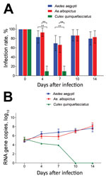 Thumbnail of Infection rates and virus reproduction for Zika virus in Aedes aegypti, Ae. albopictus, and Culex quinquefasciatus mosquitoes in China. A) Infection rate. Error bars represent 95% CIs. **, p&lt;0.01. B) Zika virus RNA titers in the whole mosquito bodies was detected by quantitative reverse transcription PCR. The results are expressed as mean ± SD. 