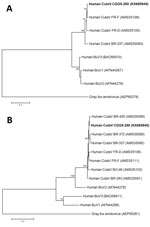 Thumbnail of Phylogenetic analysis of human cutaviruses (CutaV) and bufaviruses (BuV) based on the full nonstructural protein 1 (A) and viral protein 1 (B) amino acid sequences. The trees were constructed by the maximum-likelihood method with 100 bootstrap replicates. Gray fox amdovirus was used as an outgroup. Bold indicates novel CutaV strain (CGG5–268) from this study. Scale bars indicate amino acid substitutions per position. 
