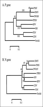 Thumbnail of Neighbor-joining analyses of partial P and N gene sequences with branch distances as shown. Analyses were performed with MEGA, version 1.01 (13). For the P gene, a 378 nucleotide fragment was amplified (7,8) using the following primers: 5'-CGGAG ACCGAGTCTTCATT-3' (forward) and 5'-ATTGGGTTGC ACCACTTG TC-3' (reverse), corresponding to nucleotides 2190 to 2567 as aligned to the measles virus P gene (Edmonston strain). For the N gene, a 230-nucleotide fragment was amplified using the fo