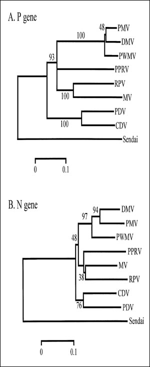 Neighbor-joining analyses of partial P and N gene sequences with branch distances as shown. Analyses were performed with MEGA, version 1.01 (13). For the P gene, a 378 nucleotide fragment was amplified (7,8) using the following primers: 5'-CGGAG ACCGAGTCTTCATT-3' (forward) and 5'-ATTGGGTTGC ACCACTTG TC-3' (reverse), corresponding to nucleotides 2190 to 2567 as aligned to the measles virus P gene (Edmonston strain). For the N gene, a 230-nucleotide fragment was amplified using the following prime