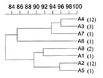 Thumbnail of Dendrogram of similarity among the observed pulsed-field gel electrophoresis patterns. A percentage scale of similarity is indicated at the top. Numbers in parentheses refer to the number of isolates with the indicated pulsed-field gel electrophoresis pattern.