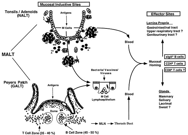 M cells and the induction of mucosal immunity. M cells are present in mucosal inductive sites in both the intestinal and upper respiratory tract, specifically in Peyers patches and the nasal-associated lymphoid tissue, the tonsils and adenoids. M cells are thought to play an important role in antigen processing and possibly the induction of antigen-specific mucosal immunity in mucosal effector sites. Sites followed by question marks are presumed sites since limited data are available on these si