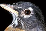 Thumbnail of American robins with attached nymphal deer ticks (Ixodes dammini).