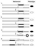 Thumbnail of Four genetic mechanisms for antigenic variation in a hypothetical pathogen. 1. Modification of transcript levels. Two loci are shown in the figure for black and white genes. When the black gene promoter (P) is silenced and the white gene promoter is activated (arrow), the phenotype of the pathogen changes from black to white. No genetic change occurs at either locus. 2. Gene conversion. Two loci are shown for black and white genes: the white gene is at the expression site with a pro