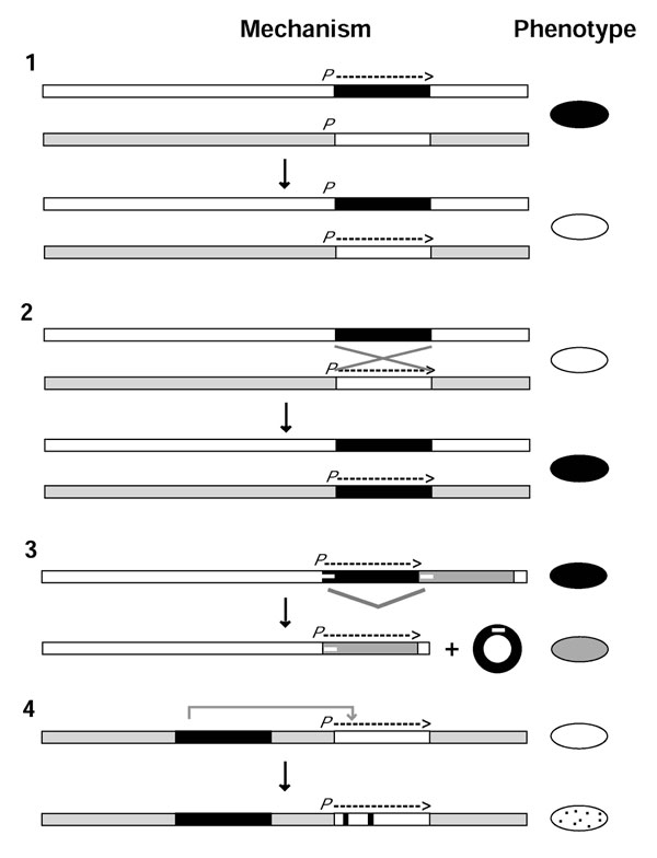Four genetic mechanisms for antigenic variation in a hypothetical pathogen. 1. Modification of transcript levels. Two loci are shown in the figure for black and white genes. When the black gene promoter (P) is silenced and the white gene promoter is activated (arrow), the phenotype of the pathogen changes from black to white. No genetic change occurs at either locus. 2. Gene conversion. Two loci are shown for black and white genes: the white gene is at the expression site with a promoter, and th