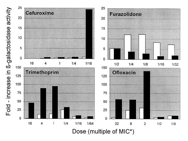 Dose-response characteristics of antibiotic-induced expression of stx2::lacZ. Exponential-phase inocula were exposed to antibiotics for 4 h (white bars) or 24 h (black bars), and β-galactosidase activity was determined at the end of these periods. Fold-increase = Test activity (+ antibiotic) / control activity (- antibiotic). Note the difference in scale between upper and lower panels. *MICs refer to the antibiotic concentrations required to inhibit growth in the Bioscreen system, using the same