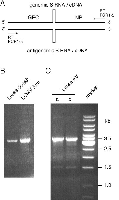 Reverse transcription (RT) and polymerase chain reaction (PCR) amplification of full-length S RNA. (A) Position of the RT and PCR primers at the termini of S RNA. The stem-loop structure in the intergenic region is schematically shown. (B) Amplified S RNA of Lassa Josiah and LCMV Armstrong virus separated in ethidium bromide-stained agarose gel. S RNA was isolated from supernatant of infected cells, and PCR was done with primers PCR2-4. (C) S RNA of Lassa AV was amplified in two RT-PCRs (a and b