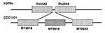 Thumbnail of Polymorphic insertions in Mycobacterium tuberculosis. A genomic region containing membrane lipid protein genes likely to have arisen through gene duplication. H37Rv contains two genes (Rv2543 and Rv2544), while the homologous region in CDC1551 appears to have undergone additional gene duplication (MT2618, MT2619, and MT2620).