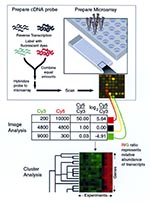 Thumbnail of Measuring relative gene expression by using DNA microarrays. Capillary printing is used to array DNA fragments onto a glass slide (upper right). RNA is prepared from the two samples to be compared, and labeled cDNA is prepared by reverse transcription, incorporating either Cy3 (green) or Cy5 (red)(upper left). The two labeled cDNA mixtures are mixed and hybridized to the microarray, and the slide is scanned. In the resulting pseudocolor image, the green Cy3 and red Cy5 signals are o