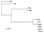 Thumbnail of Phylogenetic analysis of P gene fragments from Caspian seals and representative members of the genus Morbillivirus. Sequences of samples from Caspian seals were generated in this study. Other sequences were obtained from GenBank. RPV, rinderpest virus strain RBOK (#X68311); MV, measles virus vaccine strain Edmonston (#M89920); DMV, dolphin morbillivirus (#Z47758); PMV, porpoise morbillivirus strain 53; phocine distemper virus, PDV (#X75960); and canine distemper virus, CDV strain Bu