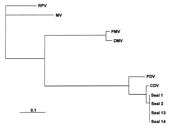 Phylogenetic analysis of P gene fragments from Caspian seals and representative members of the genus Morbillivirus. Sequences of samples from Caspian seals were generated in this study. Other sequences were obtained from GenBank. RPV, rinderpest virus strain RBOK (#X68311); MV, measles virus vaccine strain Edmonston (#M89920); DMV, dolphin morbillivirus (#Z47758); PMV, porpoise morbillivirus strain 53; phocine distemper virus, PDV (#X75960); and canine distemper virus, CDV strain Bussell (#Z5415