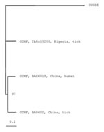 Thumbnail of Figure 2&nbsp;-&nbsp;Phylogenetic tree based on 4,722 nt of the medium (M) RNA segment, including the two Chinese Crimean Congo hemorrhagic fever virus (CCHFV) strains BA66019 and BA8402 and the CCHFV strain IbAr10200, GenBank accession number U39455. Dugbe virus (DUGV) strain ArD44313, GenBank accession number M94133, was used as outgroup. Horizontal distances are proportional to nucleotide difference; vertical distances are for graphic display only. Bootstrap support (in %) is ind