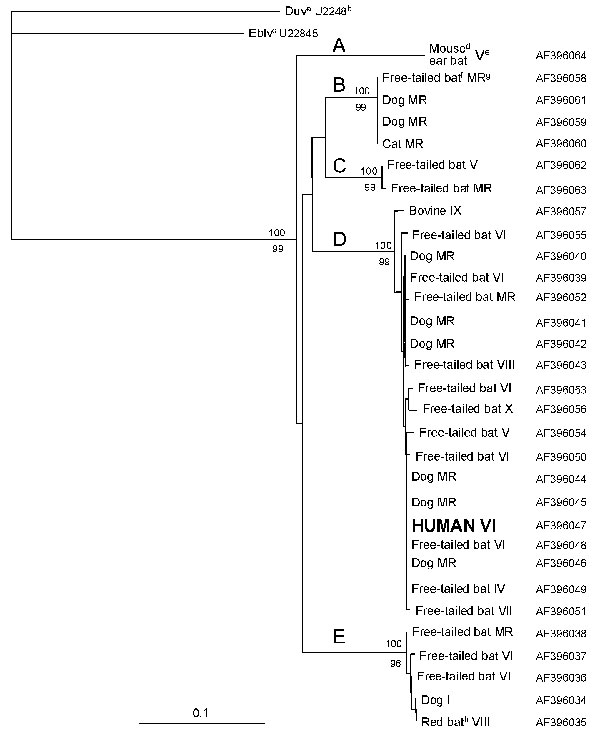 Figure 2&nbsp;-&nbsp;Neighbor-joining tree comparing the human rabies isolate with representatives of the rabies genetic variants obtained from insectivorous bats and domestic animals in Chile  (18). Bootstrap values obtained from 100 resamplings of the data by using distance matrix (top) and parsimony methods (bottom) are shown at nodes corresponding to the lineages representing the rabies virus variants (A, B, C, D, and E) currently circulating in Chile. Only bootstrap values &gt;50% are shown