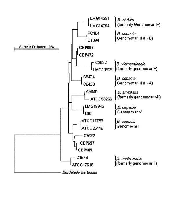 Phylogenetic analysis of the recA gene from the Burkholderia cepacia complex. The phylogenetic diversity of the B. cepacia complex observed after nucleotide sequence analysis of the recA gene is shown. Isolates recovered from Canadian CF patients that are representative of strains of currently indeterminate genomovar status (Table 2) appear in bold and lack species identification; all fall within the current B. cepacia complex. The tree was drawn as described (16). The recA sequence from Bordete