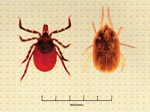 Thumbnail of Dorsal view of a female Ixodes scapularis (family Ixodidae, hard ticks), a vector of Borrelia burgdorferi (left), and a female Ornithodoros hermsi (family Argasidae, soft ticks), the vector of B. hermsii (right).