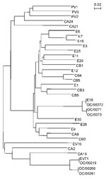 Thumbnail of Phylogenetic analysis based on the human enterovirus (HEV) VP4 nucleotide sequences. The phylogenetic tree was constructed by the neighbor-joining method as implemented in CLUSTAL X program (version 1.63b). The marker denotes a measurement of the relative phylogenetic distance. The VP4 sequences of eight HEV serotypes described below are available from GenBank. The strain name and accession number are shown in parentheses: HEV1 (Bryson, AF250874), HEV12 (Travis, NC 001810), echovirus 26 (EV26, Coronel, AF117697), EV29 (JV-10, AF117698), coxsackie virus A2 (CAV2; Epsom/14448/99, AJ2296215), CAV21 (Coe, NC 001428), CAV24 (EH24/70, D90457), and HEV70 (J670/71, D00820).