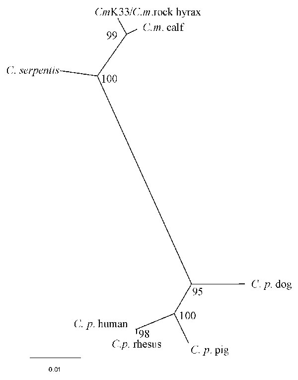 Comparison of 18S rRNA gene sequences of Cryptosporidium species. K33-C.muris from human patient (current paper Accession no. AJ307669); C. m (muris) “rock hyrax” (Accession no. AF093498); C.m. (muris) “calf”isolate (AF093496), now renamed C. andersoni; C. serpentis (AF093499); C. p (parvum) “dog” (AF112576); C.p. “rhesus monkey” (AF112569); C.p. “human” (AF093489); C.p. “pig” (AF115377). Numbers refer to the percentage of repeated analyses that gave the same tree topology (bootstrap values).