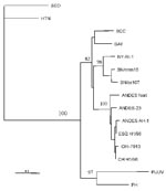 Thumbnail of Maximum-parsimony tree analysis comparing S nucleotide sequence of CHI-7913 virus with homologous sequences of previously characterized hantaviruses. Nucleotide sequences examined correspond to positions 22–359 of antigenome-sense sequence of nucleoprotein (N) gene. Sequences were analyzed by the maximun parsimony method with the Clustal W and PHYLIP packages (15). The minimal length trees shown were supported as the majority rule consensus tree in 500 replicates. The bootstrap replicates supporting each node are indicated. References and GenBank accession numbers for the sequences used in S segment comparisons are BCC (16) L39949; BAY (17) L36929; NY strain RI-1 (18), U09488; SN strain cc107 (19), L33683; SN strain nmh10 (20), L25784; PH strain PH-1 (21), and M34011; Puumala strains Sotkamo (22), X61035; Seoul (SEO) strain sr-11 (23), and M34881; Hantaan (HTN) strain 76-118 (24), M14626; Andes strain AH-1 (14), AF004660; ESQ H-1/96 (14), AF005948; CH H-1/96 (14), AF 005947; AND Nort (strain unpublished) AF325966; and Andes strain 23 (AF291702).