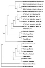 Thumbnail of Phylogenetic relationships among Bear Canyon virus (BCNV) prototype strain A0070039, 4 other BCNV isolates from California mice (Peromyscus californicus), Whitewater Arroyo virus (WWAV), Tamiami virus (TAMV), and 15 other arenaviruses, based on a maximum likelihood analysis of a fragment of the nucleocapsid protein gene. The string of characters following “BCNV” or “WWAV” denotes the virus strain. LCMV, lymphocytic choriomeningitis; Pcal, Peromyscus californicus; Nalb, Neotoma albigula; Ncin, N. cinerea; Nmex, N. mexicana; Nmic, N. micropus; Shis, Sigmodon hispidus; NM, New Mexico; UT, Utah; OK, Oklahoma; TX, Texas; FL, Florida.