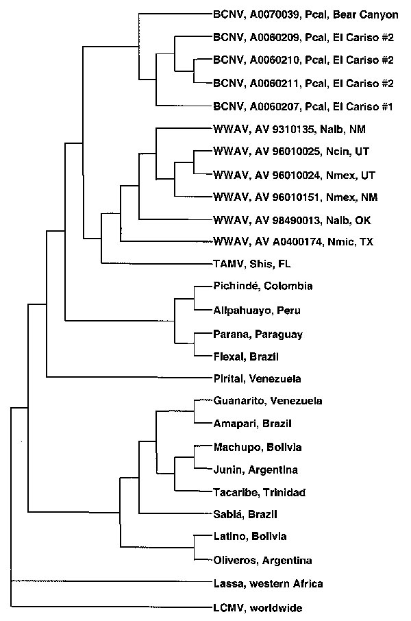 Phylogenetic relationships among Bear Canyon virus (BCNV) prototype strain A0070039, 4 other BCNV isolates from California mice (Peromyscus californicus), Whitewater Arroyo virus (WWAV), Tamiami virus (TAMV), and 15 other arenaviruses, based on a maximum likelihood analysis of a fragment of the nucleocapsid protein gene. The string of characters following “BCNV” or “WWAV” denotes the virus strain. LCMV, lymphocytic choriomeningitis; Pcal, Peromyscus californicus; Nalb, Neotoma albigula; Ncin, N. cinerea; Nmex, N. mexicana; Nmic, N. micropus; Shis, Sigmodon hispidus; NM, New Mexico; UT, Utah; OK, Oklahoma; TX, Texas; FL, Florida.