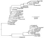 Thumbnail of An unrooted phylogenetic analysis of the HA1 gene nucleotide sequence of influenza A H1N1 viruses isolated since 1990. Peru isolates 1621 and 1798 are within the Beijing/262/95 lineage but are more similar to A/New Caledonia/20/99. A number of isolates characterized by Brooks Air Force Base from 1999 to 2001 were also A/NC/20/99-like. The tree was generated by using the Jotun-Hein algorithm (6) in MegAlign software (version 3.18). Horizontal lines are proportional to the number of substitutions between branch points. Asterisk (*) denotes 2000/01 vaccine strain; (1) denotes isolates characterized by Brooks Air Force Base. Brooks Air Force Base isolates are available from Genbank under accession numbers AF268312, AF268313 and AY029287-AY029292.