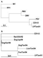 Thumbnail of Phylogenetic trees based on a 388-bp Morbillivirus P-gene fragment. Maximum likelihood trees were generated by using the SEQBOOT and DNAML program of PHYLIP (Phylogeny Inference Package [6]) with 1,000 bootstrap replications. When possible, GenBank numbers of the sequences are given in parentheses. A. Virus from African wild dogs and representative Morbillivirus members. MV = Measles (Edmonston) virus: strain (M89920); RPV = Rinderpest virus: RBOK strain (X68311); DMV = dolphin morbillivirus (Z47758); PMV = porpoise morbillivirus (5); PDV = Phocine distemper virus-1 (X75960); CDV-O = Canine distemper virus (CDV): Onderstepoort strain (AF305419); and LP/Tan/01 = CDV African wild dog, Tanzania (this study). B. Virus from African wild dogs and several CDV strains. CDV-O = CDV: Onderstepoort strain (AF305419); Dog/Ger/90 = CDV from dog, Germany (AF259549); Rac/USA/92 = CDV from raccoon, USA (3); Dog/Jap/99 = CDV from dog, Hamamatsu strain, Japan (AB028915); Dog/Tan/94: CDV from dog, Tanzania (U53715); Fox/Tan/94 = CDV from bat-eared fox, Tanzania (U53714); Lion/Tan/94 = CDV from lion, Tanzania (U53712); and LP/Tan/01 = CDV from African wild dog, Tanzania (this study).