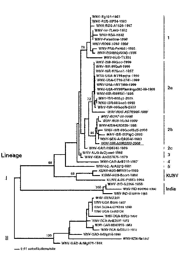 Phylogenetic analysis of WNV-hISR2000 E gene sequence. Phylogenetic analysis of the sequences listed below was performed with PAUP (Phylogenetic analysis using parsimony) 4.0b8 (Sinaur Associates, Sunderland, MA). A neighbor-joining tree was constructed using maximum likelihood distances with the HKY85 model of substitution and allowing different rates of substitution at each codon position. Bootstrap values are the result of 1000 neighbor-joining replicates under this same model. Only relevant bootstrap values are shown. WNV-Eg101-1951 (human, H), AF260968; WNV-RUS-HP94-1963, AF237565; WNV-RUS-A1628-1967 (bird, B), AF237563; WNV-ISR-TL443-1952 (H), AF205881; WNV-RSA-H442, AF205880; WNV-Palestine-1998, V. Deubel unpub.data; WNV-RO96-1030-1996 (H), AF130363; WNV-FRA-PaH651-1965 (H), AF001560; WNV-ROM96(0334)-1996, AF208579; WNV-RUS-T1304; AF237566; WNV-ISR-99Goo-1999 (B), AY033391; WNV-ISR-99Gull-1999 (B), AY033390; WNV-ISR-97Goo1-1997 (B), AF380663; WNV-USA-NY99eqhs-1999 (equus, E), AF260967; WNV-USA-CT99-2741-1999 (mosquito, M), AF206518; WNV-USA-hNY1999-1999 (H), AF202541; WNV-USA-NY99Flamingo382-99-1999 (B), AF196835; WNV-ISR-IS98ST1-1998 (B), AY033389; WNV-ISR-00Eq1-2000 (E), AF380669; WNV-ISR-98Goo1-1998 (B), AF205882; WNV-ISR-00GooN-2000 (B), AF380665; WNV-RUS-ASTR986-1999 (H), AF237562; WNV-RO97-50-1996 (M), AF260969; WNV-RUS-VLG4-1999 (H), AF317203; WNV-KEN-KN3829-1998 (M), AF146082; WNV-ISR-00GooMaS-2000 (B), AF380667; WNV-ISR-00PigC-2000 (pig, P); WNV-SEN-ArD93548-1993 (M), AF001570; WNV-ISR-hISR2000-2000 (H), AF394217; WNV-CAR-HB6343-1989 (H), AF001558; WNV-ALG-ArDjanet-1968 (M), AF001567; WNV-SEN-AnD27875-1979 (primate, P), AF001569; WNV-CAR-ArB310-1967 (M), AF001566; WNV-I.C.-ArA3212-1981 (M), AF001561; KUNV-AUS-MRM61c-1960 (M), D00246; KUNV-AUS-Boort-1984 (E), AF196519; KUNV-AUS-P1553-1994 (M), AF196495; WNV-IND-G2266-1955 (M), AF196525; WNV-IND-804994-1980 (H), AF196526; WNV-IND-G16919-1955, AF205885; WNV-WENGLER, M12294; WNV-UGA-B956-1937 (H), AF394221; WNV-SEN-ArD78016-1990 (M), AF001556; WNV-UGA-Ent63134, AF001573; WNV-UGA-MP22-1959 (M), AF001562; WNV-RCA-AnB3507-1972 (B), AF001563; WNV-CAR-HB83P55-1983 (H), AF001557; WNV-RCA-ArB3573-1972 (M), AF001565; WNV-MAD-ArMg956-1986 (M), AF001564; WNV-KEN-Na1047 (M), AF001571; WNV-MAD-ArMg978-1988 (M), and AF001574.