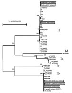 Thumbnail of Genetic relationship among Cryptosporidium parasites found in three Northern Ireland outbreaks (outbreaks A, B, and C), sporadic cases in west Ireland (S1 to S14) and the northwest of England (S15 to S24), subgenotypes described by Strong et al. (11), and an unpublished sequence (AF203016) from the GenBank database. The isolates with accession numbers were mostly human and bovine and from the United States with the exception of AF164488, AF164492, and AF164493, which were isolated from humans in Zaire, Peru, and Brazil, respectively, but had been passaged in calves in the United States. Nomenclature for groups of subgenotypes is adapted from Strong et al.: Ia, Ib, Ic, and Id for subgenotypes of the C. parvum human genotype and II for subgenotypes of the C. parvum bovine genotype (11). Data presented are a neighbor-joining tree of GP60 sequences.