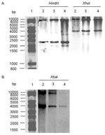 Thumbnail of A. Southern blot hybridization with the XbaI probe (Figure 1) containing all antibiotic-resistance genes of HindIII- and XhoI-digested genomic DNAs of Salmonella enterica serotype Typhimurium DT 104 strain BN9181 (lanes 2), serotype Agona strain 959SA97 (lanes 3), and serotype Paratyphi B strain (lanes 4). Lane 1: DNA ladder. B. Southern blot hybridization with the p1-9 probe of XbaI-digested genomic DNAs of S. enterica serotype Typhimurium DT 104 strain BN9181 (lanes 2), serotype Agona strain 959SA97 (lanes 3), and serotype Paratyphi B strain (lanes 4). Lane 1: DNA ladder.
