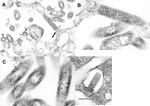 Thumbnail of Ultrastructure of the new rhabdoviruses in infected Vero cells. A. Virions of isolate RI-175 budding from the surface of a Vero cell and from cell surface projections (arrows). Arrowheads mark cross-sections of virions. The virion indicated with a large arrow is enlarged in B. B. A virion of isolate RI-175 budding from host cell plasmalemma into an extracellular space. C. Details of the virion ultrastructure of isolate RI-175, showing spiral packaging of the nucleocapsid and its tubular structure in the cross-sections (arrows). D. A virion of the isolate CT-114 budding into an intracytoplasmic vacuole. Bar = 100 nm.