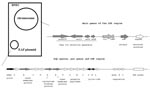 Thumbnail of Diagram of the main genes of the locus of enterocyte effacement (LEE) region and the enteropathogenic Escherichia coli (EPEC) adherence factor (EAF) plasmid.