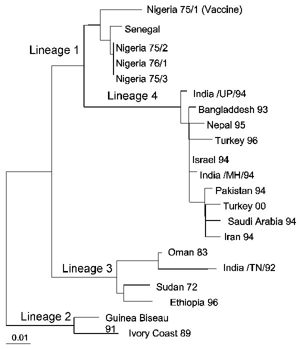Phylogenetic relationship of the Peste des petits ruminants viruses isolated in Turkey in 2000 to other virus isolates. The tree is based on partial sequence data from the fusion (F) protein gene (7) and was derived by using the PHYLIP DNADIST and FITCH programs (22). Branch lengths are proportional to the genetic distances between viruses and the hypothetical common ancestor at the nodes in the tree. The bar represents nucleotide substitutions per position.
