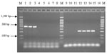 Thumbnail of Polymerase chain reaction analysis of Ralstonia strains with primer pairs Rm-F1/Rm-R1 (lanes 1–8) and Rp-F1/Rp-R1 (lanes 9–16). M: 100-bp DNA ladder; lanes 1, 2, 3, 9, 10, and 11: R. mannitolilytica; lanes 4, 5, 6, 7, 12, 13, 14, and 15: R. pickettii; and lanes 8 and 16: R. gilardii.