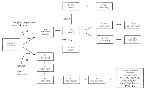 Schematic diagram on a plausible evolutionary pathway of the W14 Mycobacterium tuberculosis group, compared with the New York City W-MDR (4). All members of the W14 group lineage have single mutation on codon 43 of the rpsL target gene associated with high levels of streptomycin resistance (STRR). Note that isoniazid-resistant (INHR) W23 and W14 branches have a distinct katG mutation. The W23 katG substitution on codon 315 is found on the same codon as in the W-MDR index strain but involves a di