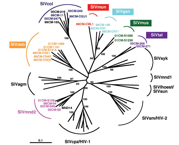 Identification of diverse Simian immunodeficiency virus (SIV) lineages in primate bushmeat. A 650-bp pol fragment was amplified from monkeys representing seven primate species, sequenced, and subjected to phylogenetic tree analysis by the neighbor-joining method. The positions of 21 SIV sequences from the present study (in color) are shown in relation to HIV/SIV reference sequences from the Los Alamos HIV/SIV Sequence Database (in black). The consensus length of the final alignment used for tree construction was 555 bp. The new species-specific SIV lineages are generally identified by a lower-case three-letter code corresponding to the initial letters of the common species name (e.g., SIVgsn for greater spot-nosed monkeys [Cercopithecus nictitans], SIVmus for mustached guenons [C. cephus] and SIVmon for mona monkeys [C. mona]). Lineages are defined as clusters of viral sequences from the same primate species that group together with significant (&gt;80%) bootstrap values. We maintained the lineage designation of SIVtal previously assigned to a virus thought to be derived from a zoo animal of the species Miopithecus talapoin  (28) since that sequence, and the two newly derived talapoin viruses from M. ogouensis, cluster together in a phylogenetic tree derived from additional pol nucleotide sequences (not shown). Branch lengths are drawn to scale (the bar indicates 10% divergence). The numbers at the nodes indicate the percent bootstrap values supporting the cluster to the right (only values &gt;80% are shown).