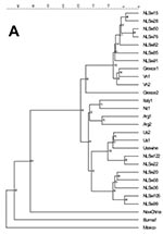 Thumbnail of Phylogenetic relationships among human and pig strains of Hepatitis E virus (HEV), based on a 242-bp sequence of ORF1 (nucleotides 125-366). Rooted tree (A) and unrooted tree (B). In the rooted tree, all the Dutch swine sequences are depicted with the foreign isolates that cluster with those sequences, as well as prototype isolates from different clusters. The distances can be estimated by using the scale, and the numbers are confidentiality rates. In the unrooted tree, eight Dutch