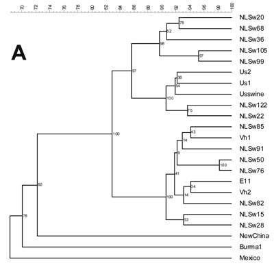 Phylogenetic relationships among human and pig Hepatitis E virus strains, based on a 304 nucleotide sequences of HEV ORF2 (nucleotides 5994-6297). Rooted tree (A) and unrooted tree (B). For further explanation of the figure and definition of isolate acronyms, see Figure 2 legend.