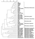 Thumbnail of Dendrogram expressing similarity in whole-cell protein patterns of strain R-53, and type and reference strains of all Helicobacter and Wolinella species.