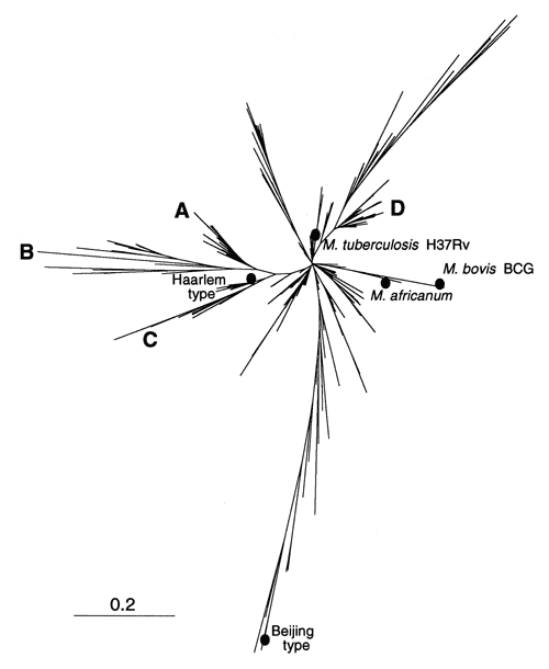 Phylogenetic tree of shared types of Mycobacterium tuberculosis constructed by pairwise comparison of patterns using the "1-Jaccard" index and the neighbor-joining algorithm. Approximately 15 branches may be visualized at an arbitrary distance of 0.2. The position of some reference strains (M. tuberculosis H37Rv, M. bovis BCG) or well-studied spoligotyping families of isolates (Beijing, Haarlem, and the M. africanum group) are also indicated.