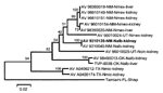 Thumbnail of Phylogeny of the North American arenaviruses based on a neighbor-joining analysis of nucleocapsid protein amino acid sequence data. Distances and groupings were determined by using the gamma distance algorithm (alpha = 2). Branch lengths are proportional to the gamma distance between amino acid sequences. Numbers indicate the percentage of 500 bootstrap replicates that supported each labeled interior branch. WWA virus prototype strain AV 9310135 is in bold type. Nmex = Neotoma mexic