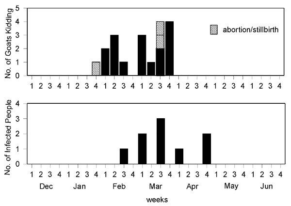 Epidemic curve from farm no.6, showing the timing of human infection with kidding and abortions.