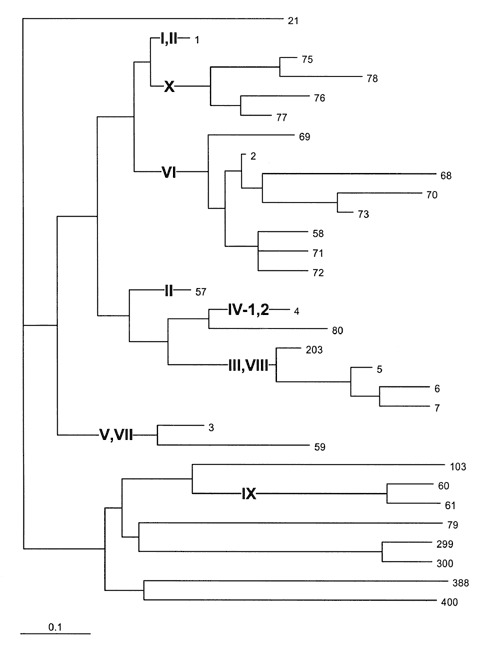 Midpoint rooted neighbor-joining (NJ) tree of the proportion of seven housekeeping gene fragments that differed between individual sequence types (STs) among 152 serogroup A isolates. The ST designations are indicated at the right of each twig, and the subgroup designations are shown in bold print in the tree. A scale bar showing the distance of 0.1 is at the lower left. STs 1 and 57, containing six subgroup II strains, are widely separated in this tree although they differ only at the pdhC locu